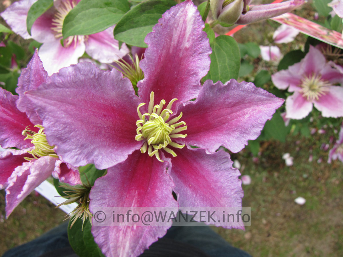 Clematis viticella Piilu.JPG